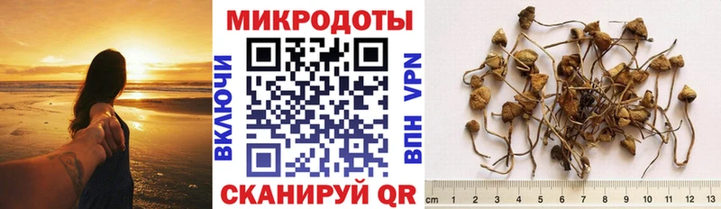 Галлюциногенные грибы Psilocybe  Сальск 